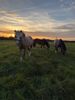 Welsh A Pony Ostfriesenwind Niedersachsen Ostfriesland Halfter Blauer Himmel
