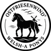 Welsh A Pony Ostfriesenwind Niedersachsen Ostfriesland Halfter Blauer Himmel